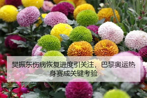 樊振东伤病恢复进度引关注，巴黎奥运热身赛成关键考验